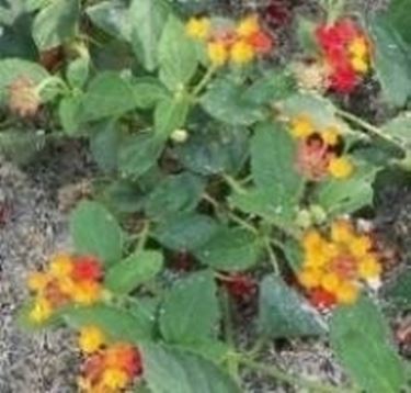 Lantana