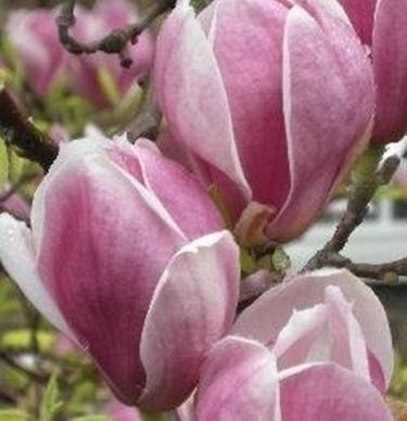 Fiori di magnolia