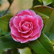 camelia