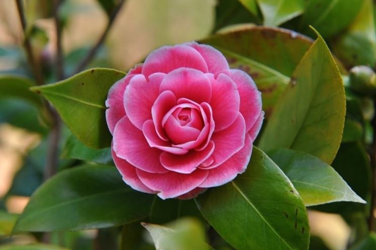 camelia