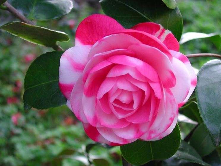 camelia