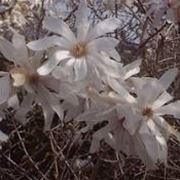 Magnolia stellata