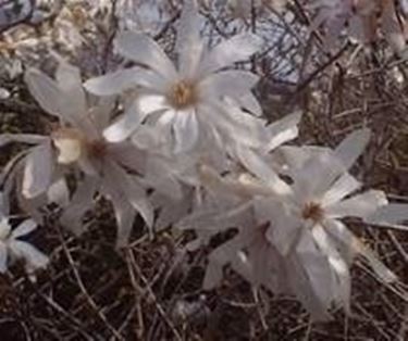 Magnolia stellata