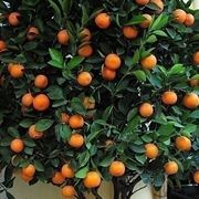 Kumquat