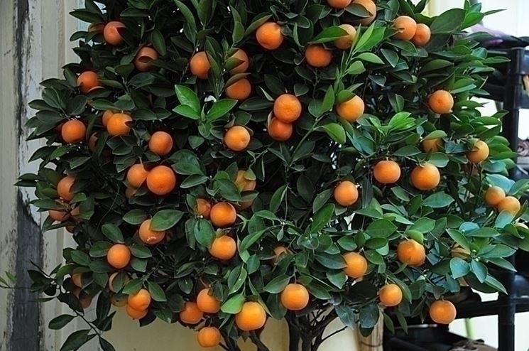 Kumquat