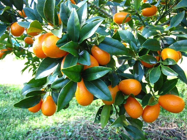 kumquat frutto