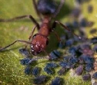 Invasione di formiche domande e risposte giardinaggio Eliminare le formiche