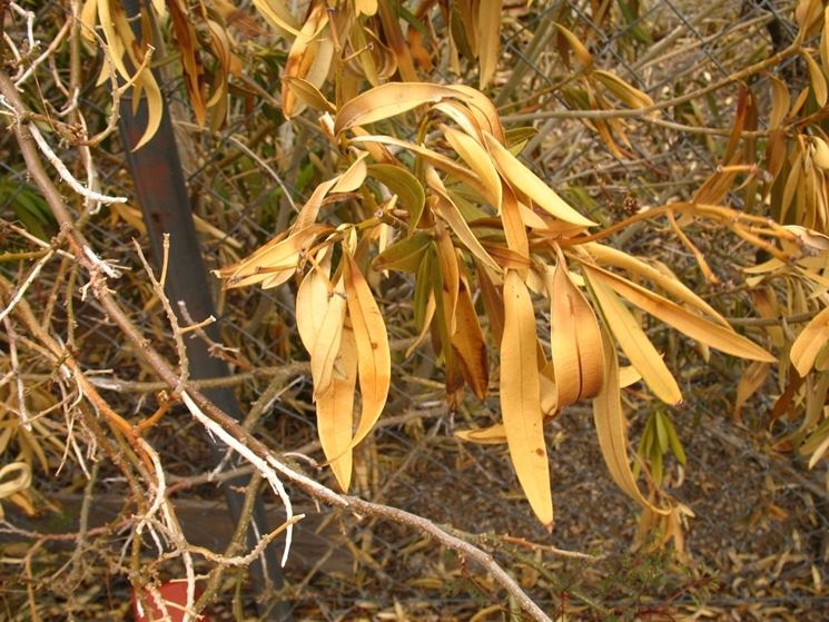 Foglie gialle oleandro