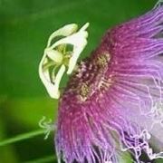 Fiore di passiflora