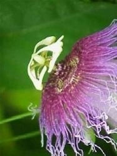 Fiore di passiflora