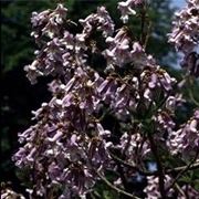 Paulownia