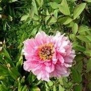 Peonia fiore