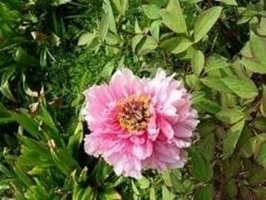 Peonia fiore