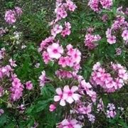 phlox 