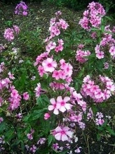 phlox 