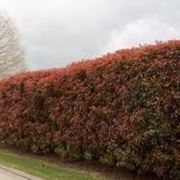 pianta foglie rosse e verdi