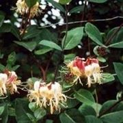 Lonicera