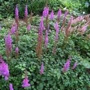 Astilbe