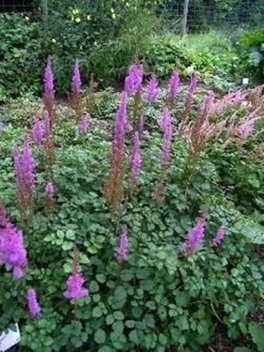 Astilbe