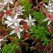 Sedum