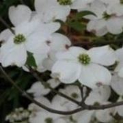 cornus florida