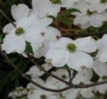 cornus florida