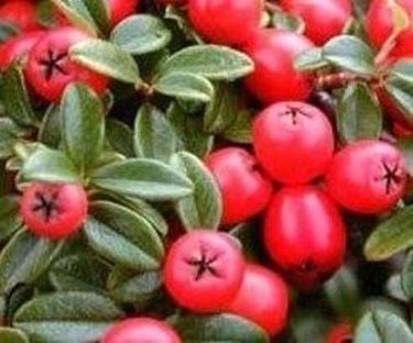 Cotoneaster