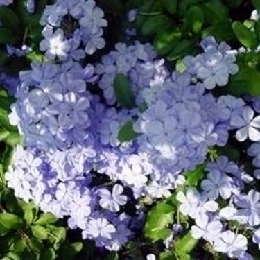 Plumbago