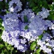 Plumbago