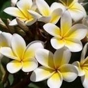 Plumeria