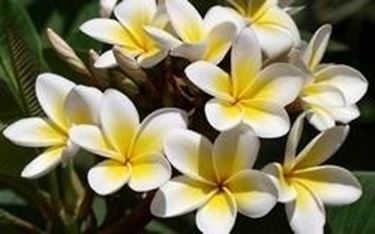 Plumeria