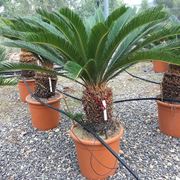 cycas trapianto figli