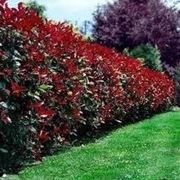 potatura photinia