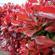 photinia