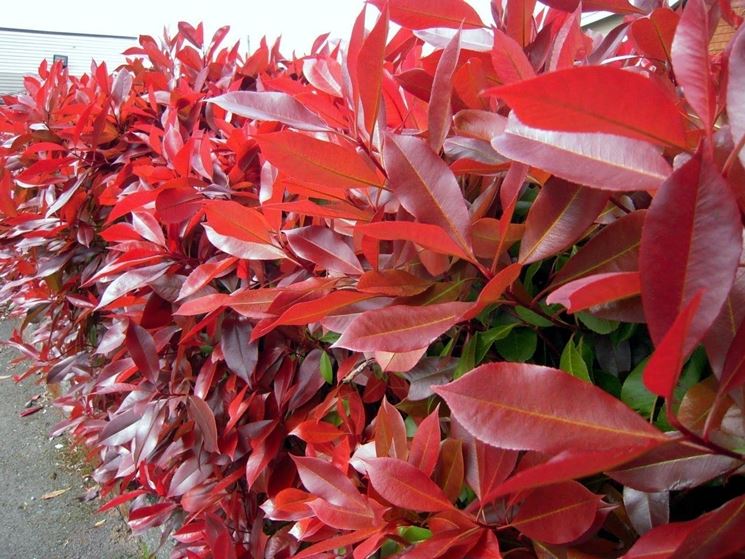 photinia