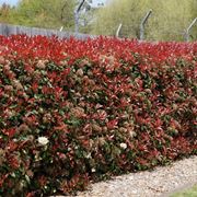 photinia nana