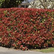 potatura photinia