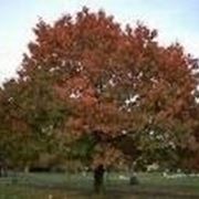 quercus coccinea