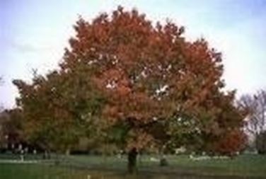 quercus coccinea