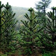 araucaria araucana