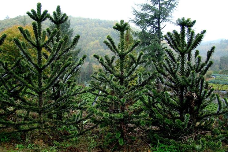 araucaria araucana