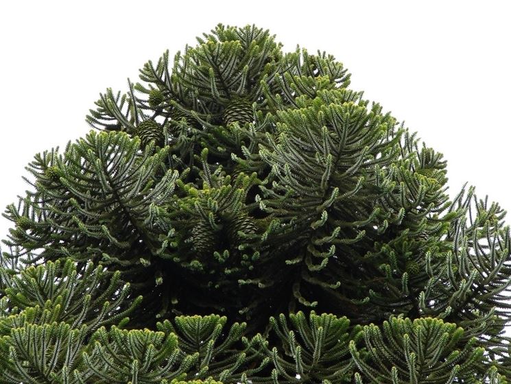 Araucaria bidwillii