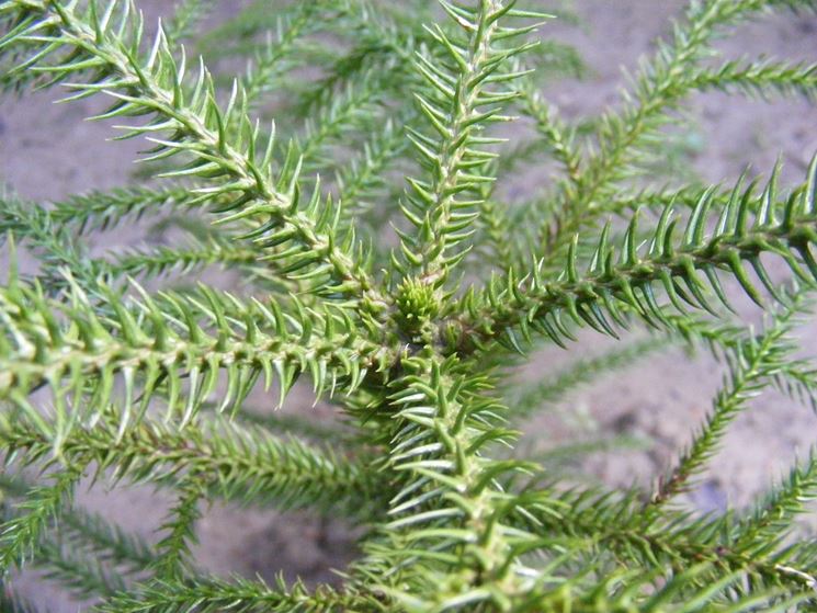 araucaria angustifolia