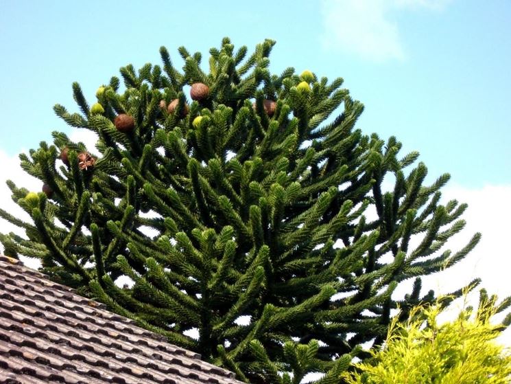 chioma di araucaria