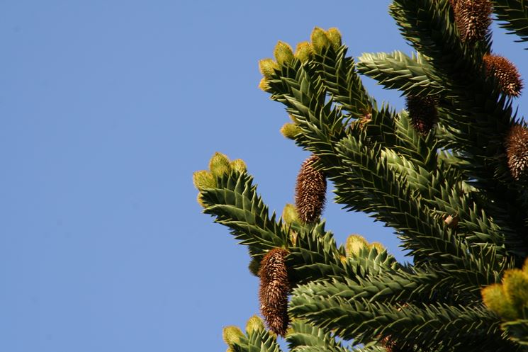 aghi di araucaria