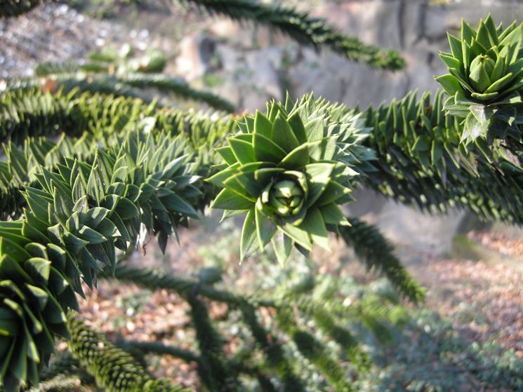 foglia di araucaria