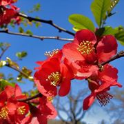 Chaenomeles japonica