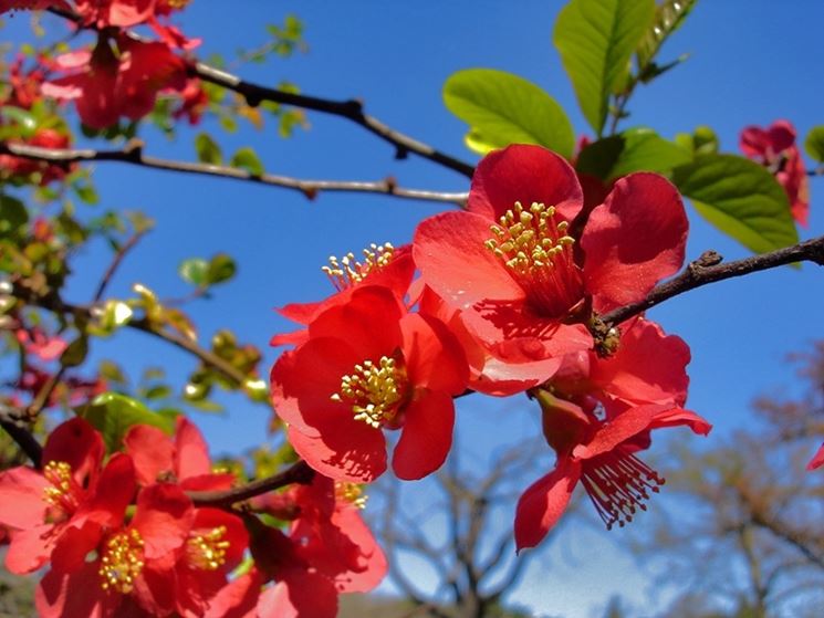 Chaenomeles japonica