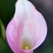 Calla rosa