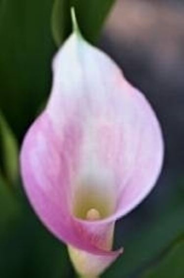 Calla rosa